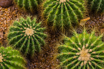 prickly plant that grows in the desert, cacti of different sizes