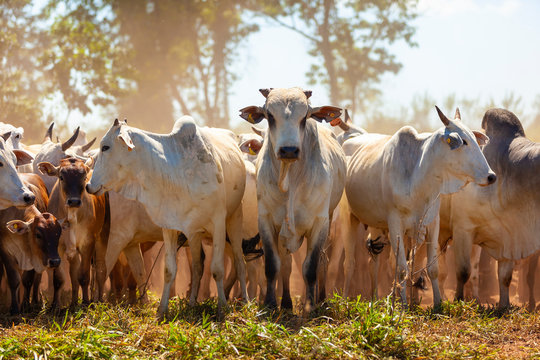 Gado Nelore e Zebu, matrizes e bezerros