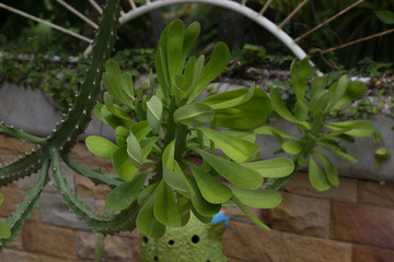 Obraz premium natural background, a plant growing in deserts and steppes, in a botanical garden