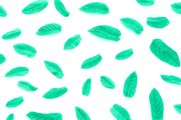 Green spearmint leaves.