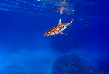 A shark swimming towards camera