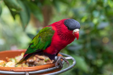 colorful parrot