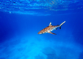 A shark swimming towards camera