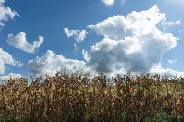Obraz premium drought corn dry famine