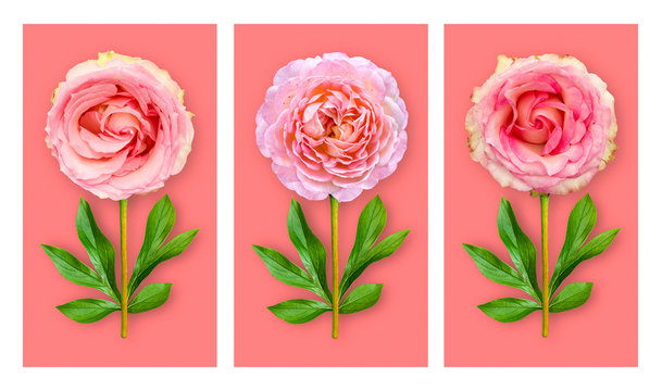 Three offbeat flowers on a coral background. Composition of pink roses with peony leaves. Art object.