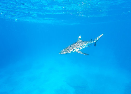 A Shark Swimming Towards Camera