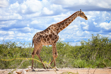 Giraffe