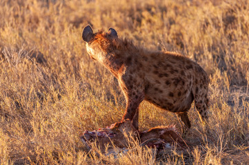 Close-up of a spotted Hyena - Crocuta crocuta- with a prey, seen during the golden hour of sunset in Etosha national Park, Namibia.