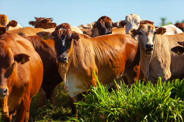 Gado no pasto, raça Bonsmara