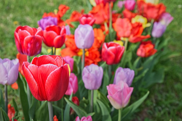 Fototapeta premium Bunte Tulpen