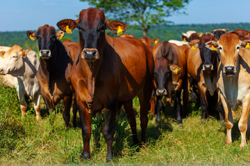 Gado no pasto, raça Bonsmara