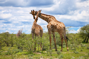 Giraffes