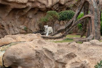 white tiger in the zoo