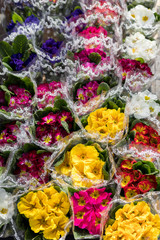 March fair flowers triket women's day