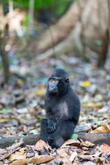 One monkey in national park, Sulawesi