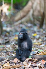 One monkey in national park, Sulawesi