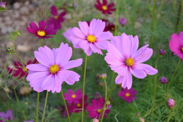 Fototapeta na wymiar Cosmos flowers with natural background