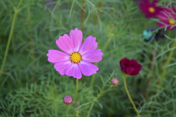 Obraz premium Cosmos flowers with natural background