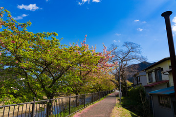 河津桜まつり