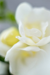 macro photography of white freesia flowers