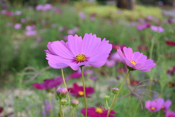 Obraz premium Cosmos flowers with natural background