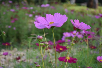 Obraz premium Cosmos flowers with natural background