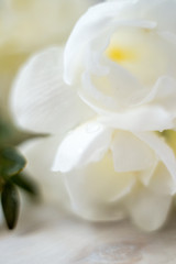 Fototapeta na wymiar macro photography of white freesia flowers