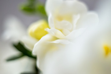 macro photography of white freesia flowers