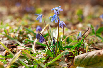 Blooming scilla in early spring. - obrazy, fototapety, plakaty