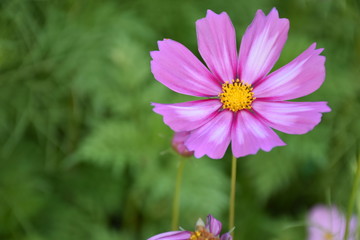Obraz premium Cosmos flowers with natural background
