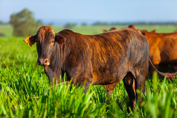 vacas da raça Bonsmara no pasto