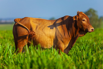 vaca da raça Bonsmara no pasto