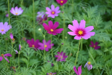 Obraz premium Cosmos flowers with natural background