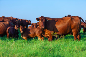 vacas e filhotes da raça Bonsmara no pasto