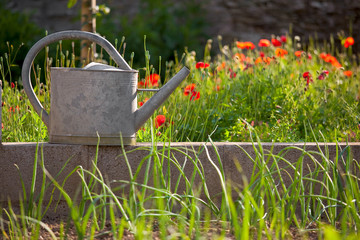Arrosoir dans un jardin fleuri. © Thierry RYO