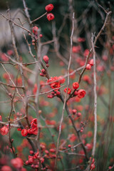 red berries on tree