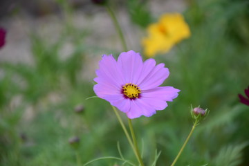 Obraz premium Cosmos flowers with natural background