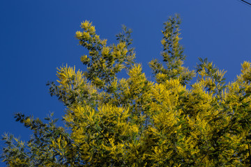 yellow flowers and sky