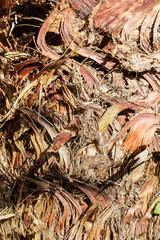 palm bark