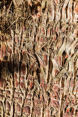 palm bark