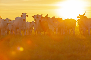 vacas e bezerros da raça Nelore no pasto ao por do sol