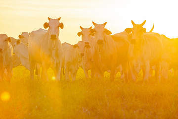 vacas e bezerros da raça Nelore no pasto no por do sol, gado premium, seleção genética © Erich Sacco