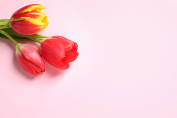 Beautiful spring tulips on pink background, above view. Space for text