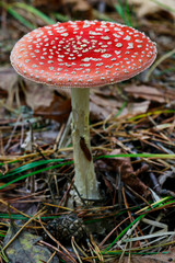 Red fly agaric (amanita muscaria) in the forest.