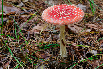 Red fly agaric (amanita muscaria) in the forest.
