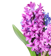 Bouquet of beautiful hyacinth flowers on white background. Springtime