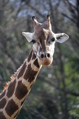 Fototapeta premium きりん