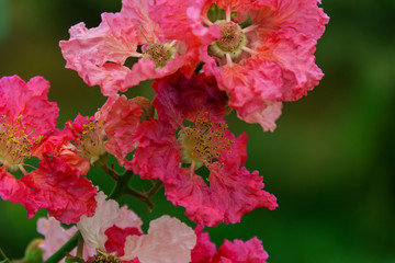 Flowers lagerstroemia Indian on a green background