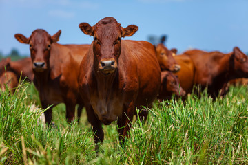 vacas da raça Bonsmara no pasto
