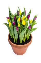 Homegrown yellow and purple tulips in flower pot isolated on white